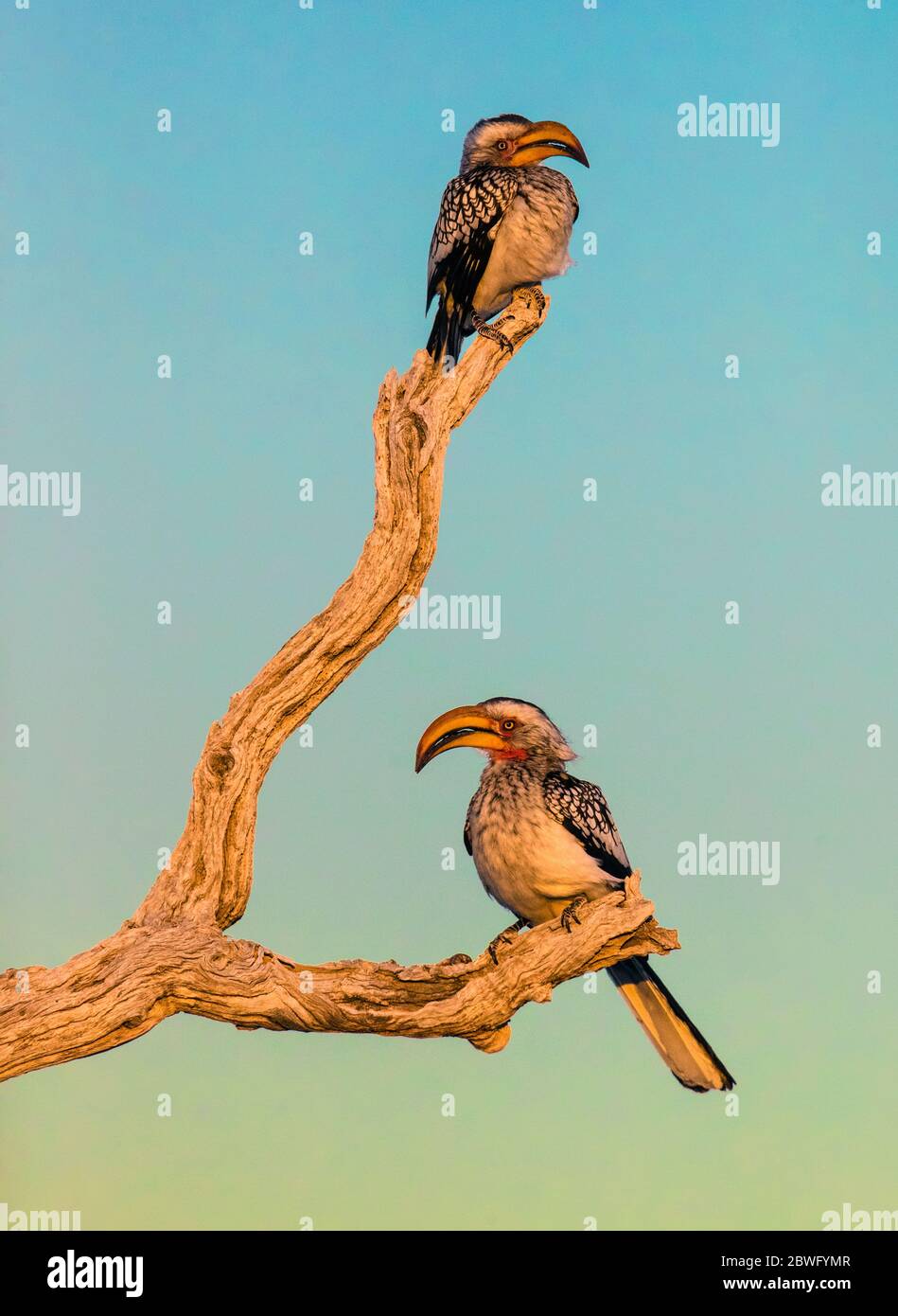 Deux hornde à bec jaune (Tockus leucomelas) perçant sur la branche, Parc national d'Etosha, Namibie, Afrique Banque D'Images
