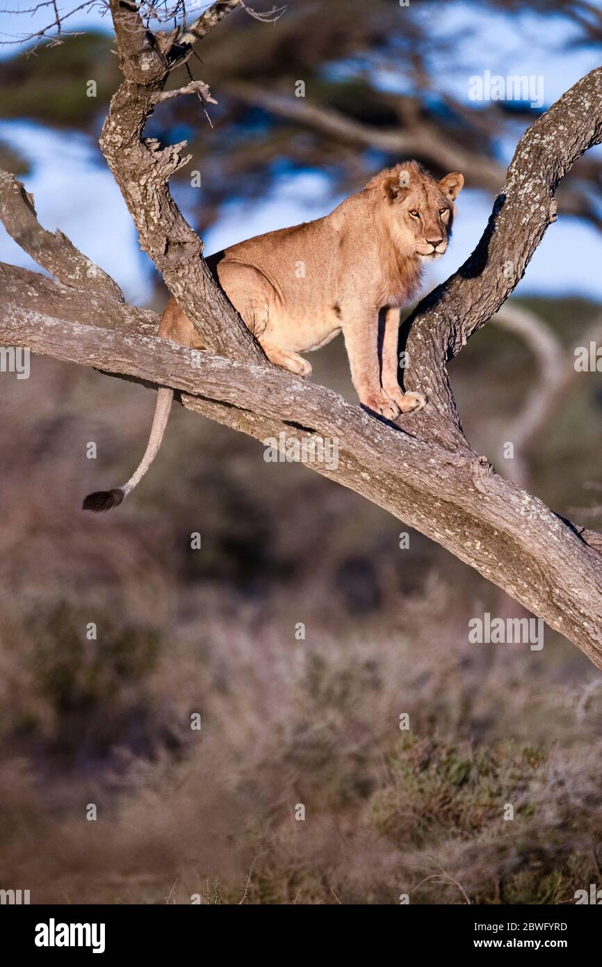 Lion (Panthera leo) sur arbre, zone de conservation de Ngorongoro, Tanzanie, Afrique Banque D'Images