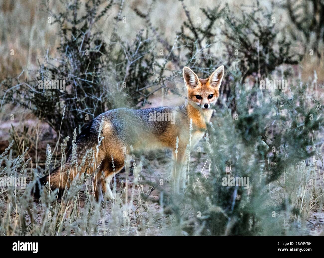Cape Fox (Vulpes chama), parc transfrontalier de Kgalagadi, Namibie, Afrique Banque D'Images