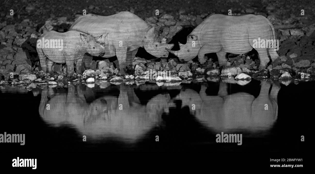 Deux rhinocéros et un veau au trou d'eau, parc national d'Etosha, Namibie, Afrique Banque D'Images