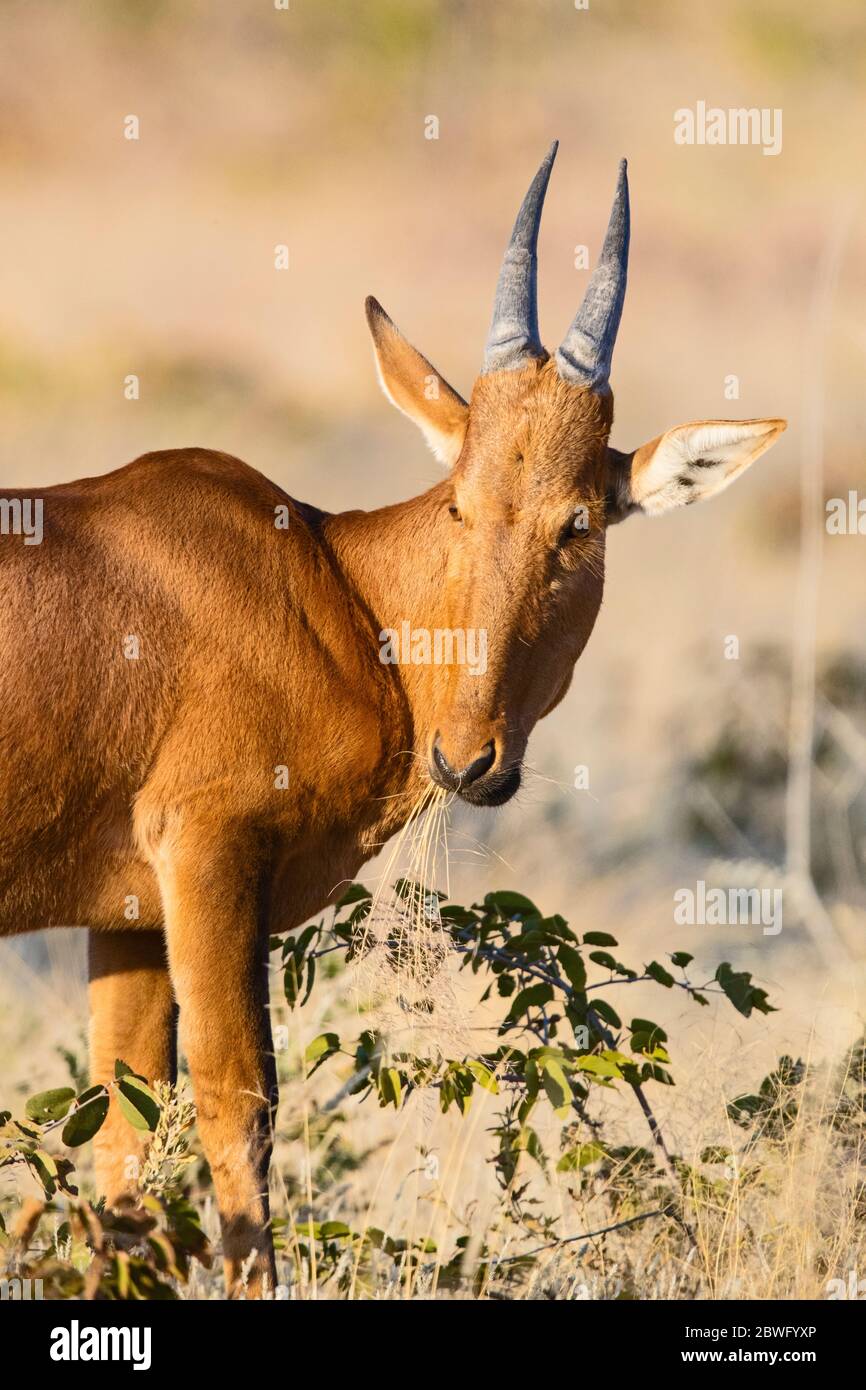 Hartebeest rouge (Alcelaphus buselaphus caama), Parc transfrontalier de Kgalagadi, Namibie, Afrique Banque D'Images