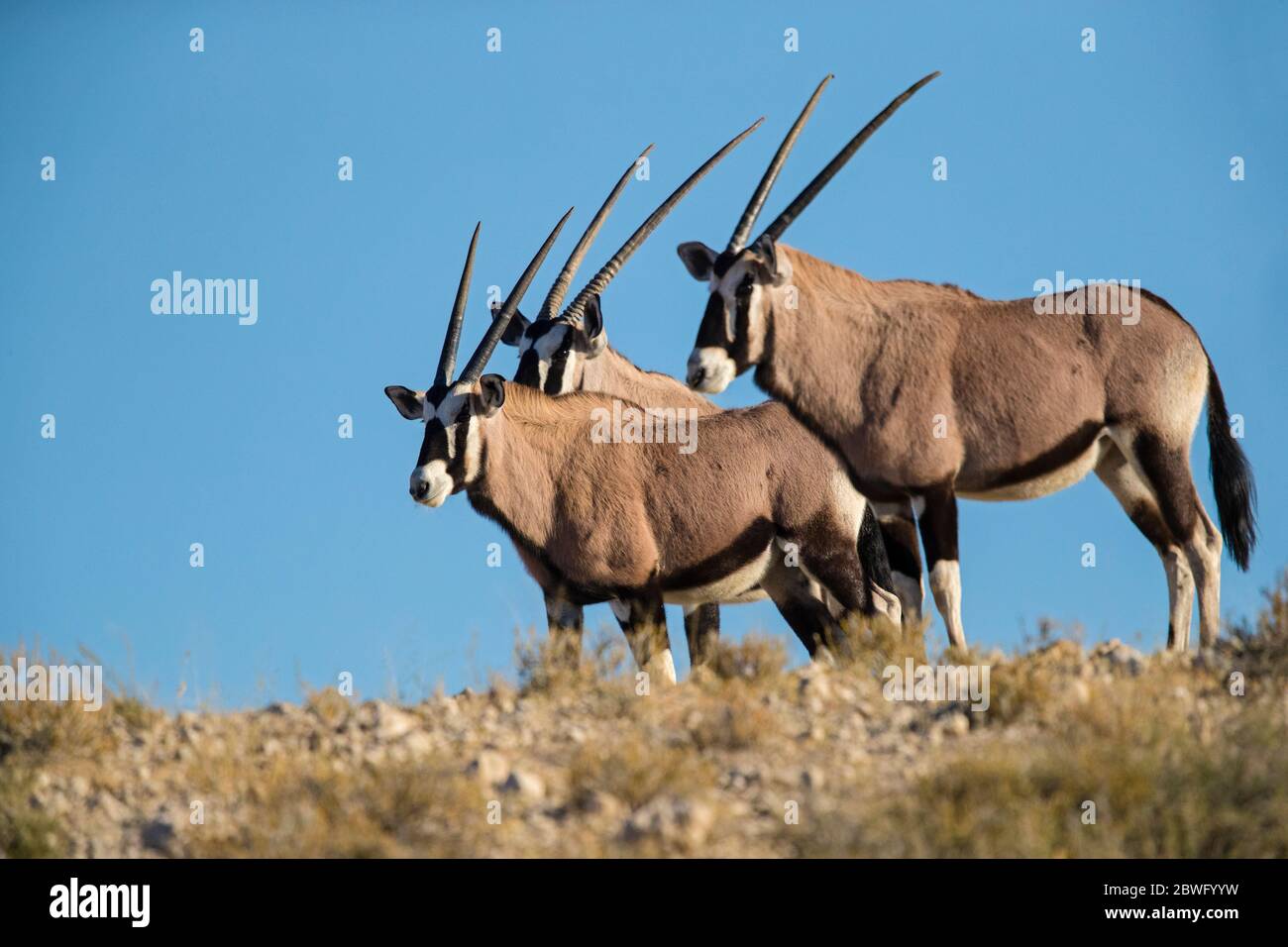 Groupe de trois gemsboks ou oryxes mâles (Oryx gazella), Parc transfrontalier Kgalagadi, Namibie, Afrique Banque D'Images