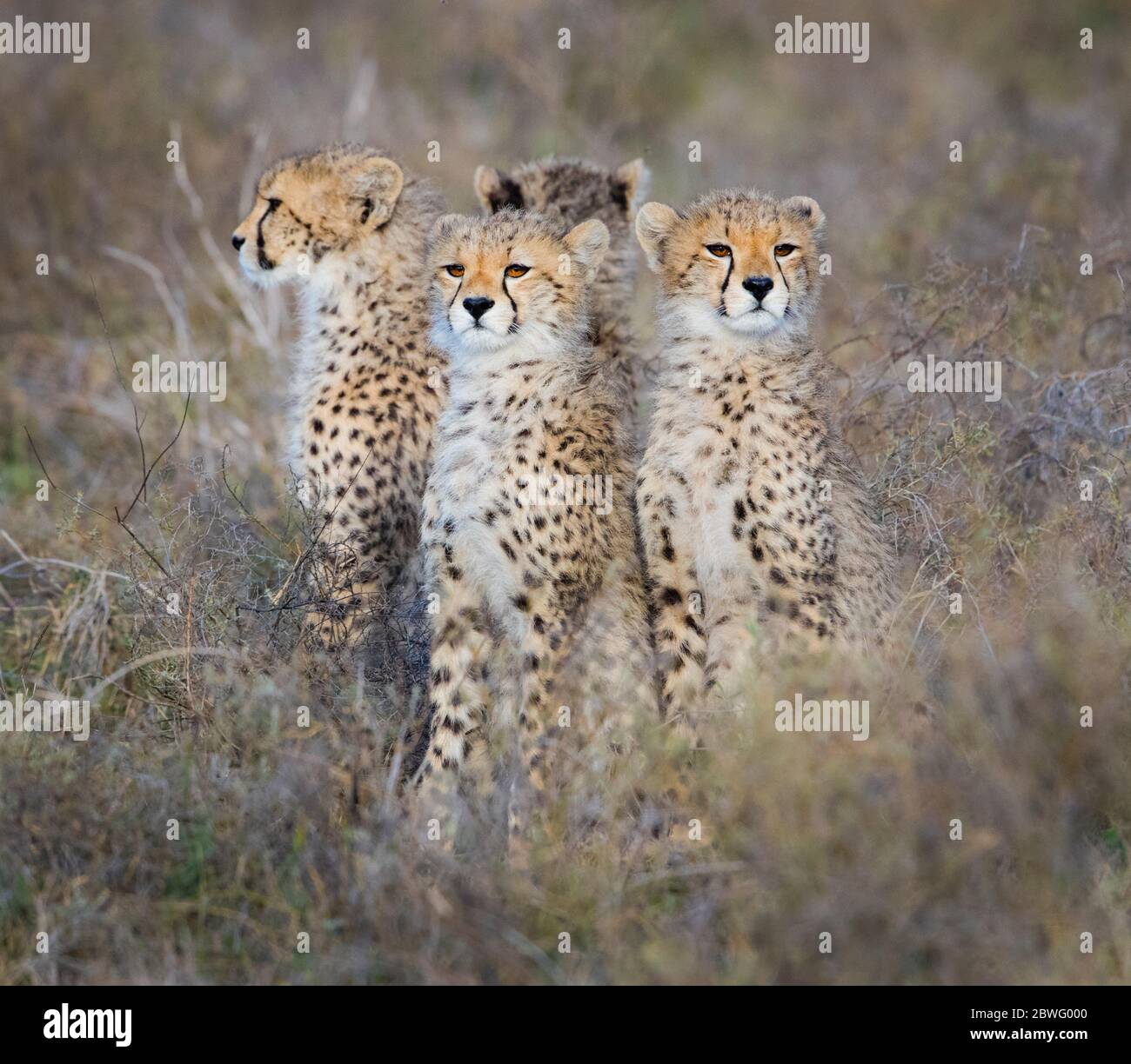 Groupe de quatre cheetahs (Acinonyx jubatus) assis ensemble, zone de conservation de Ngorongoro, Tanzanie, Afrique Banque D'Images