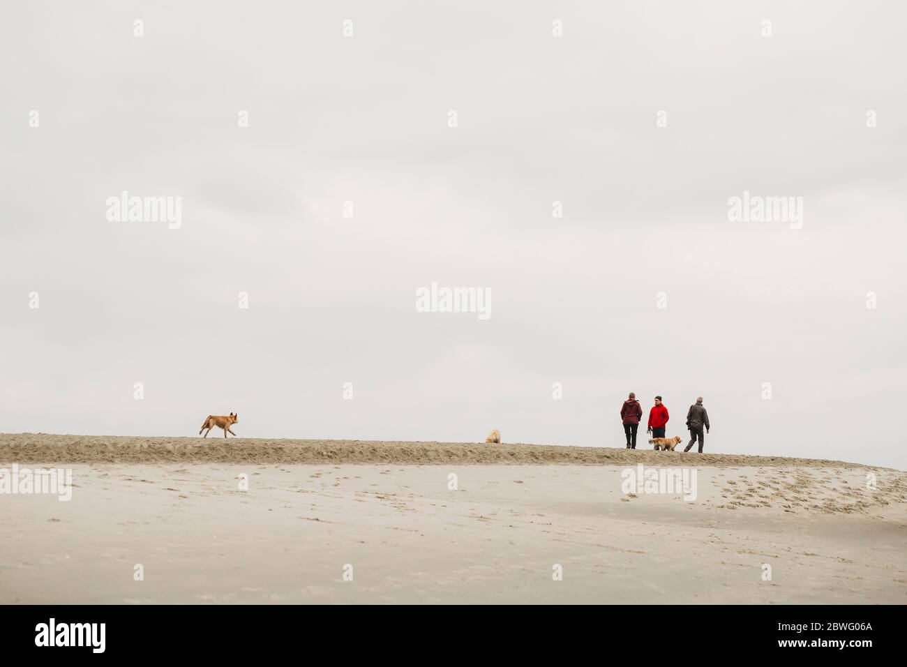 Famille avec des chiens marchant le long de la plage de sable en hiver couvert jour Banque D'Images