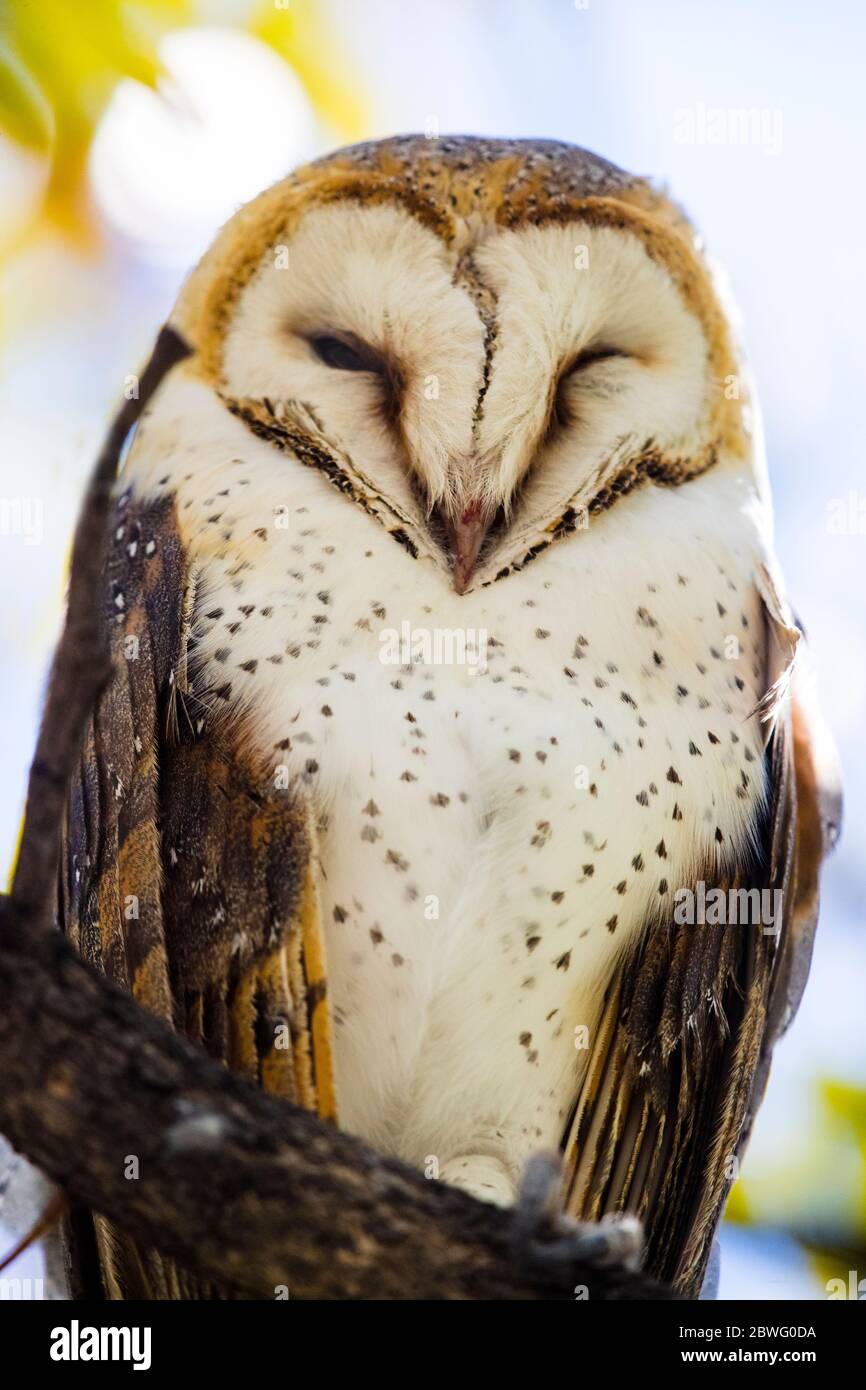 Hibou des marais (ASIO capensis), zone de conservation de Ngorongoro, Tanzanie, Afrique Banque D'Images