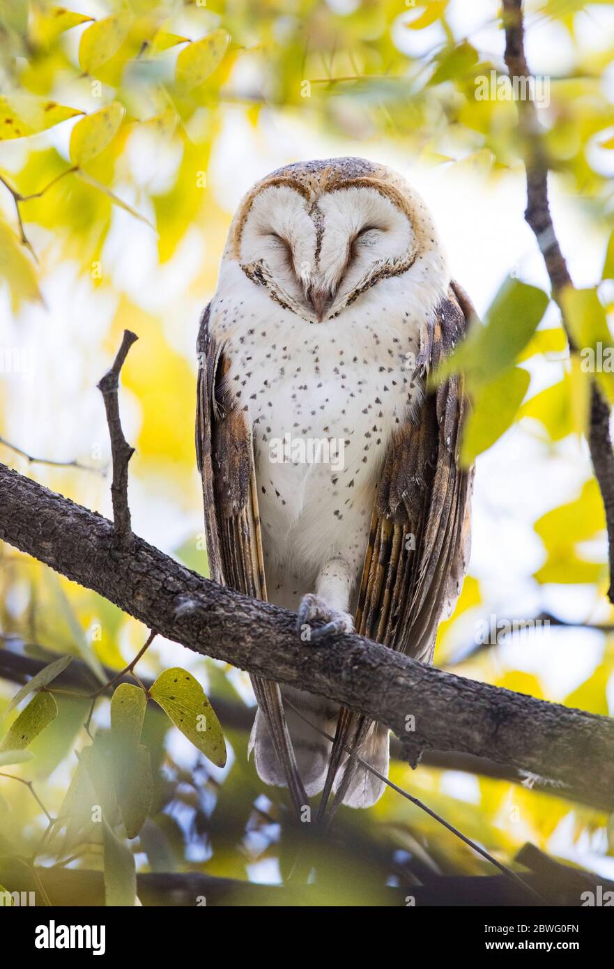 Hibou des marais (ASIO capensis) dormant sur branche, zone de conservation de Ngorongoro, Tanzanie, Afrique Banque D'Images