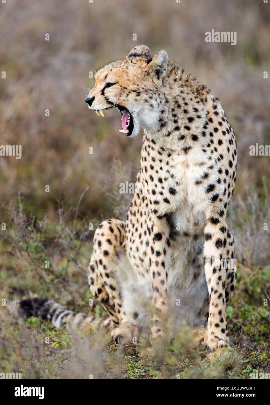 Cheetah (Acinonyx jubatus), aire de conservation de Ngorongoro, Tanzanie, Afrique Banque D'Images