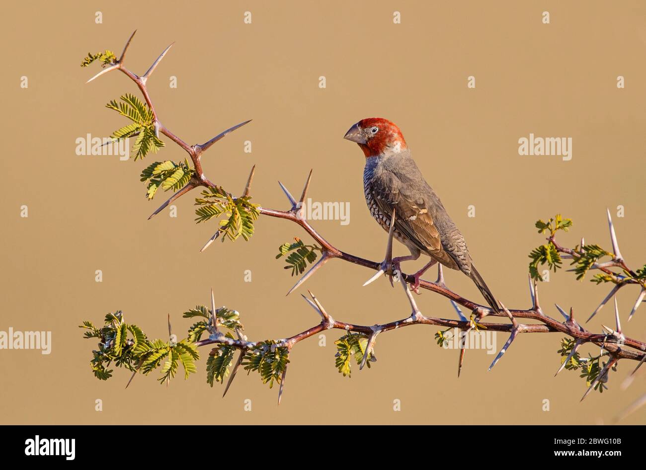 Tisseur à plumes squameuses (Sporopipes squamifrons) en perching sur une branche, parc transfrontalier Kgalagadi, Namibie, Afrique Banque D'Images