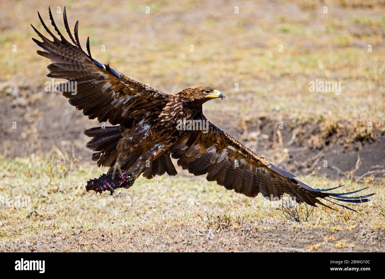 Vol d'aigle tawny (Aquila rapax), Parc transfrontalier Kgalagadi, Namibie, Afrique Banque D'Images