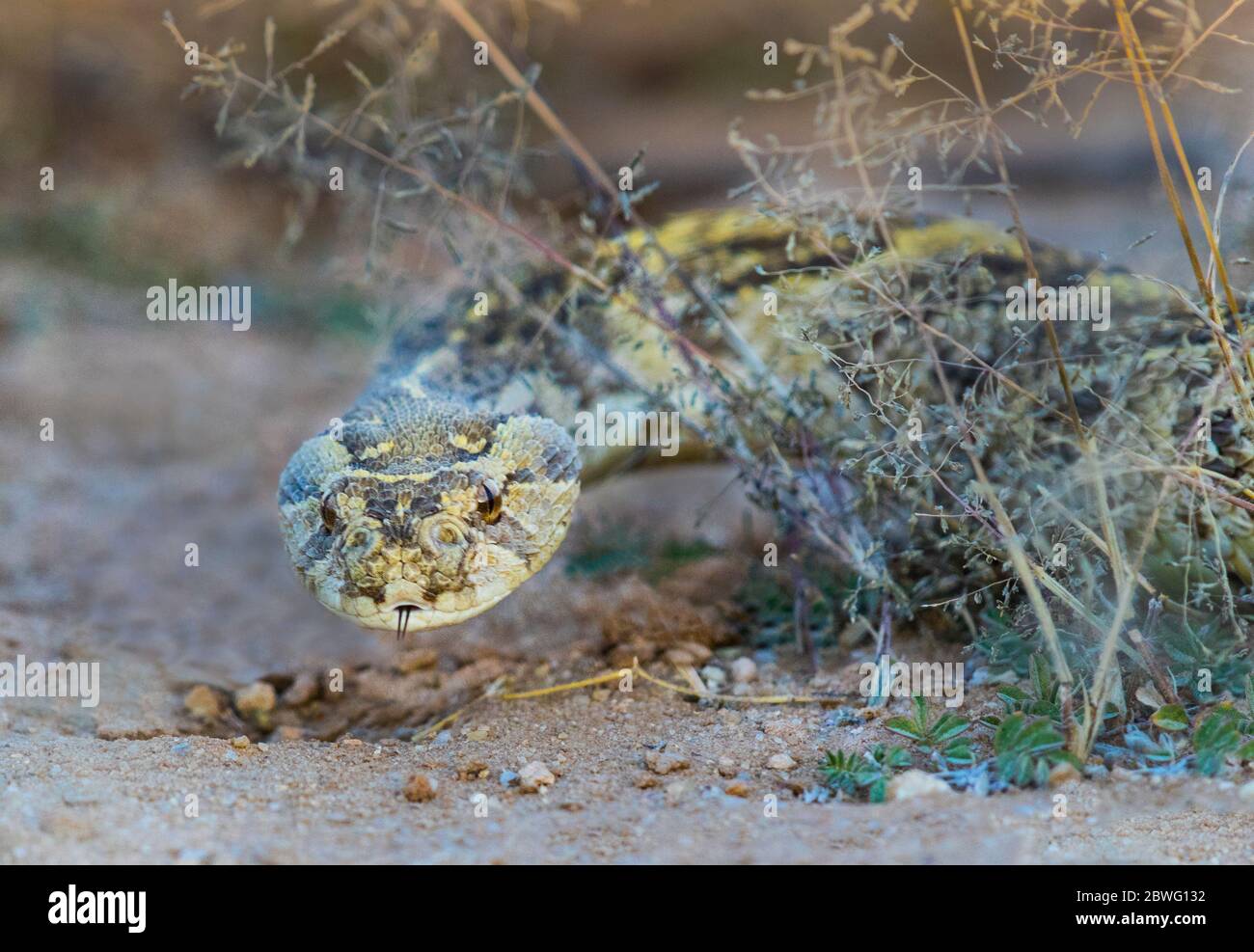 Puff Adder (Bitis arietans), Parc transfrontalier de Kgalagadi, Namibie, Afrique Banque D'Images