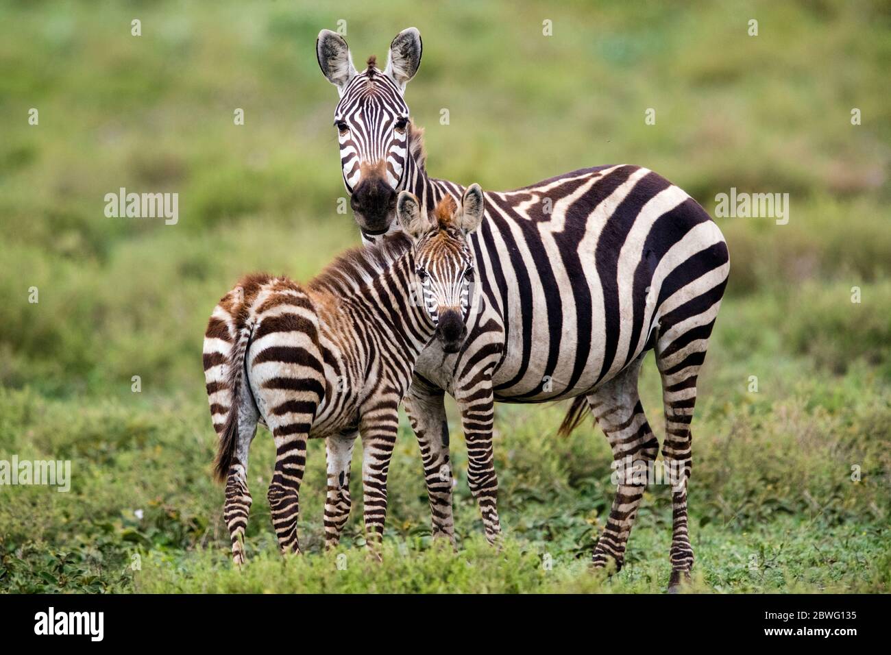 Zébra de Burchells (Equus quagga burchellii) adulte et foal, zone de conservation de Ngorongoro, Tanzanie, Afrique Banque D'Images