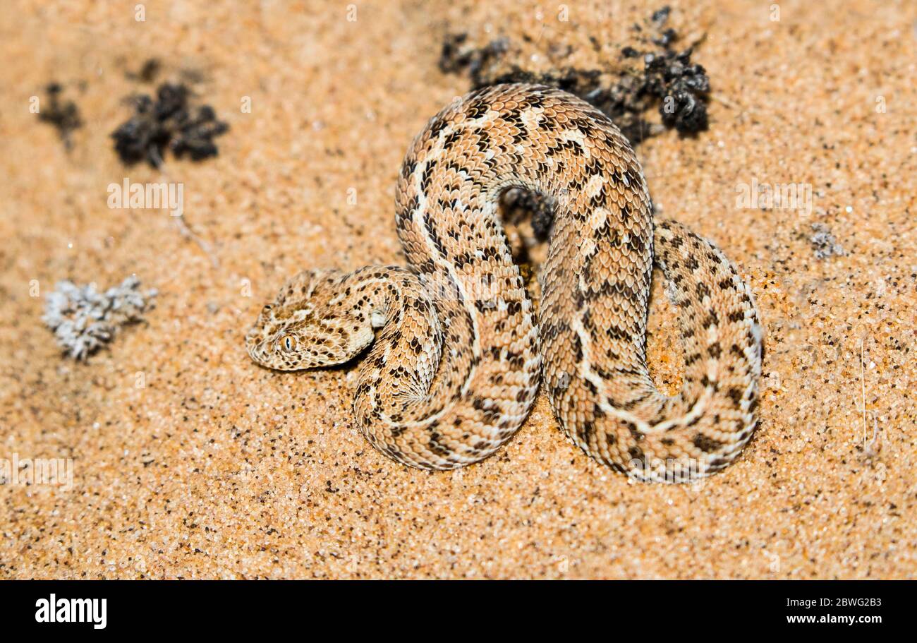 Sidewinder (Crotalus cerastes) serpent dans le sable dans le désert, Swakopmund, Namibie, Afrique Banque D'Images
