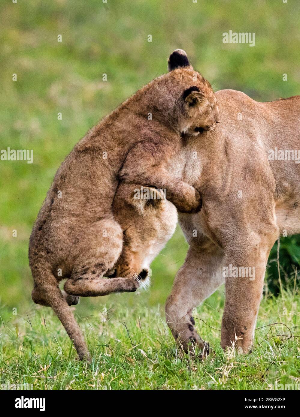 Lion (Panthera leo) cub jouant avec la lionne, zone de conservation de Ngorongoro, Tanzanie, Afrique Banque D'Images