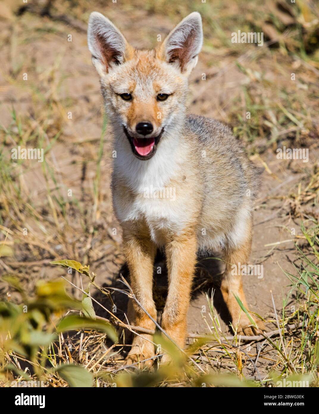 Cape Fox (Vulpes chama), parc transfrontalier de Kgalagadi, Namibie, Afrique Banque D'Images