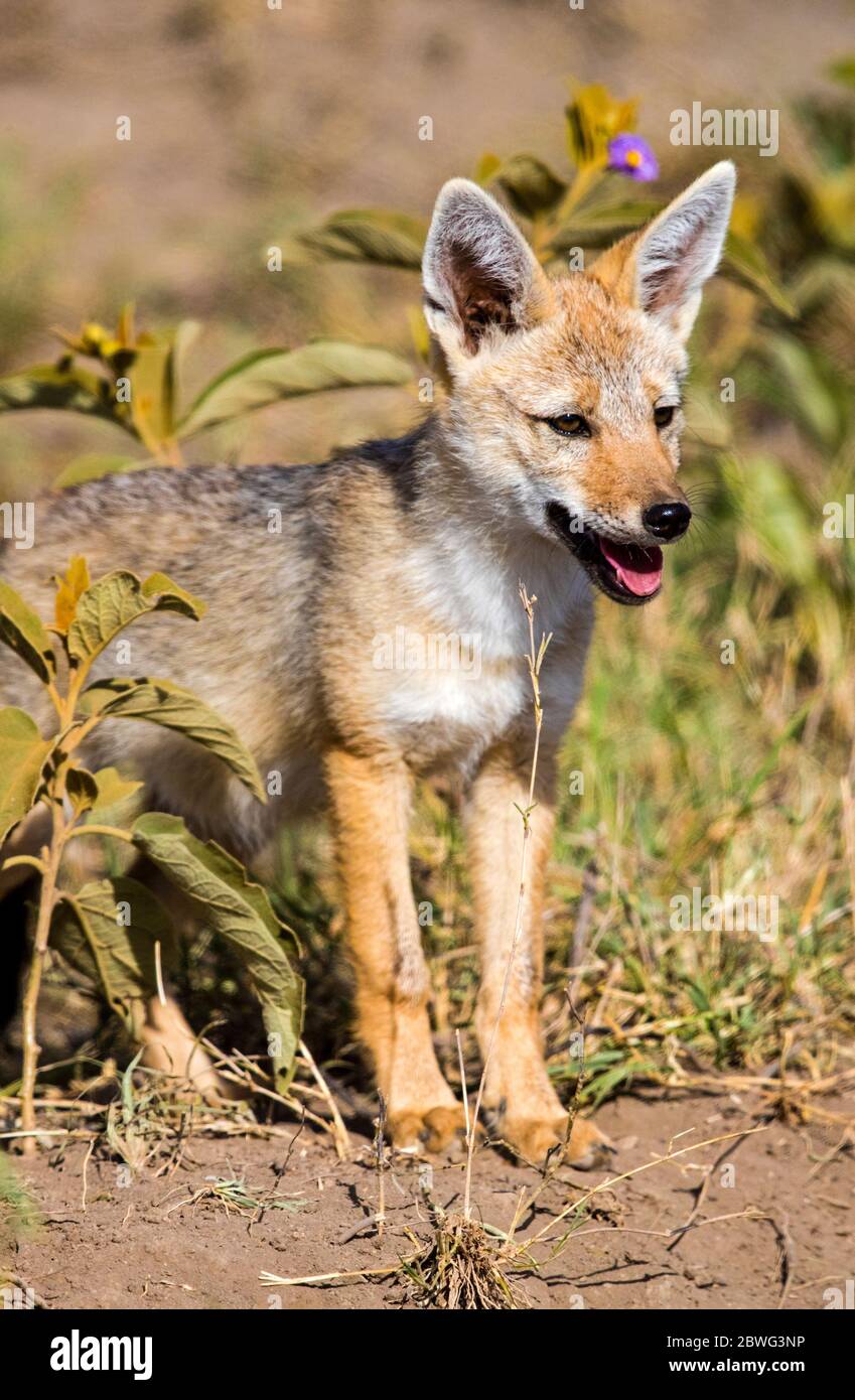 Cape Fox (Vulpes chama), parc transfrontalier de Kgalagadi, Namibie, Afrique Banque D'Images
