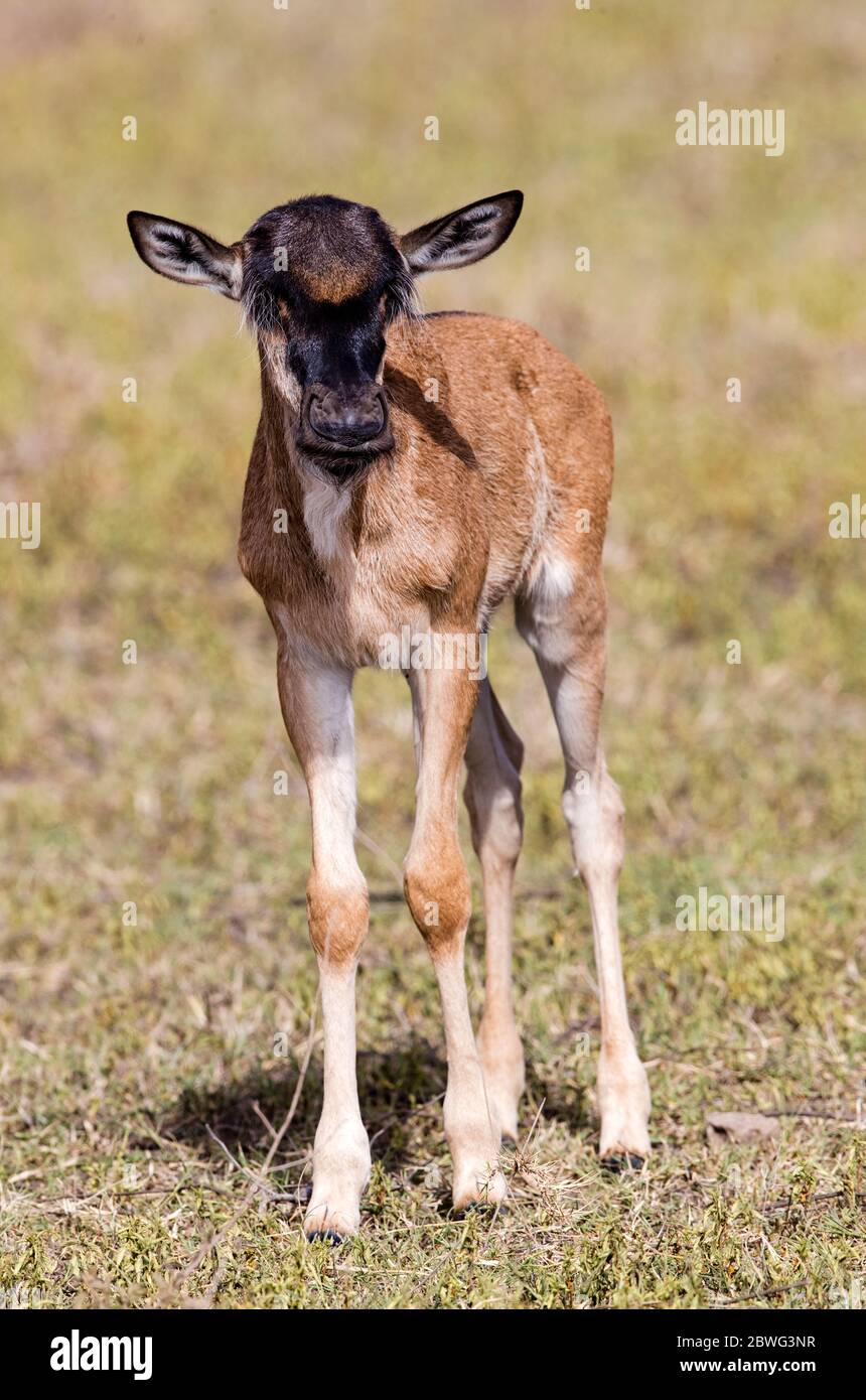 Veau de flétrissement à barbe blanche (Connochaetes taurinus mearnsi), aire de conservation de Ngorongoro, Tanzanie, Afrique Banque D'Images