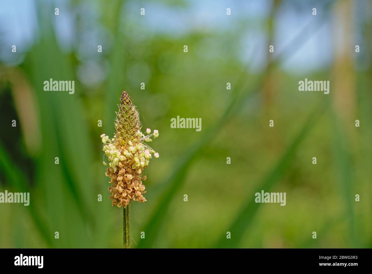 Gros plan de la fleur plantain à feuilles étroites avec fond vert bokeh. Banque D'Images