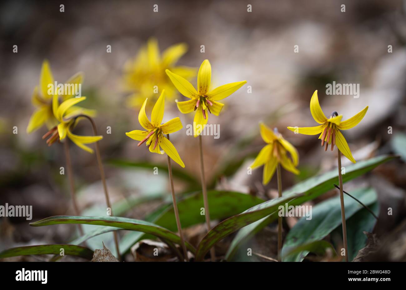 Gros plan de petites fleurs sauvages jaunes qui poussent sur le plancher de la forêt. Banque D'Images