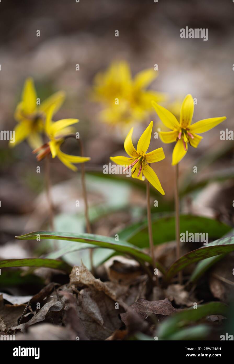 Gros plan de petites fleurs sauvages jaunes qui poussent sur le plancher de la forêt. Banque D'Images