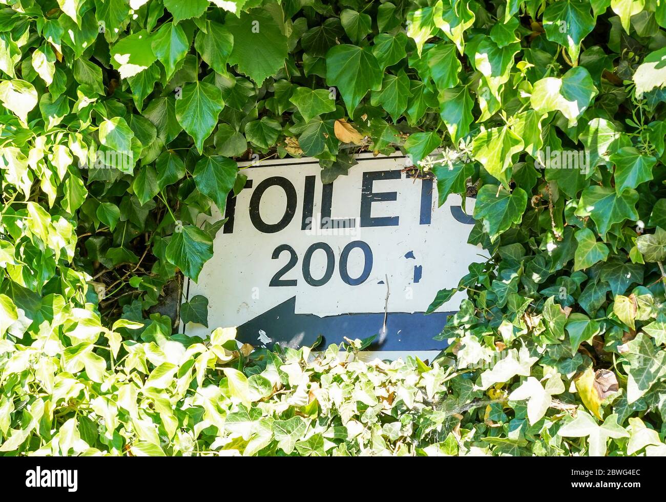 Gros plan des TOILETTES publiques du Royaume-Uni panneau isolé à l'extérieur sous le soleil, caché dans le feuillage de haies surcultivé. Où sont les toilettes? Cacher les panneaux de toilettes. Banque D'Images