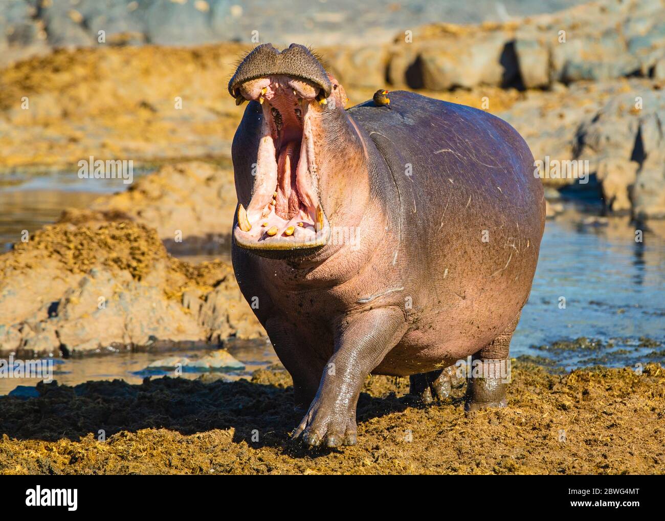 Hippopotame (Hippopotamus amphibius) à col ouvert, Parc national du Serengeti, Tanzanie, Afrique Banque D'Images