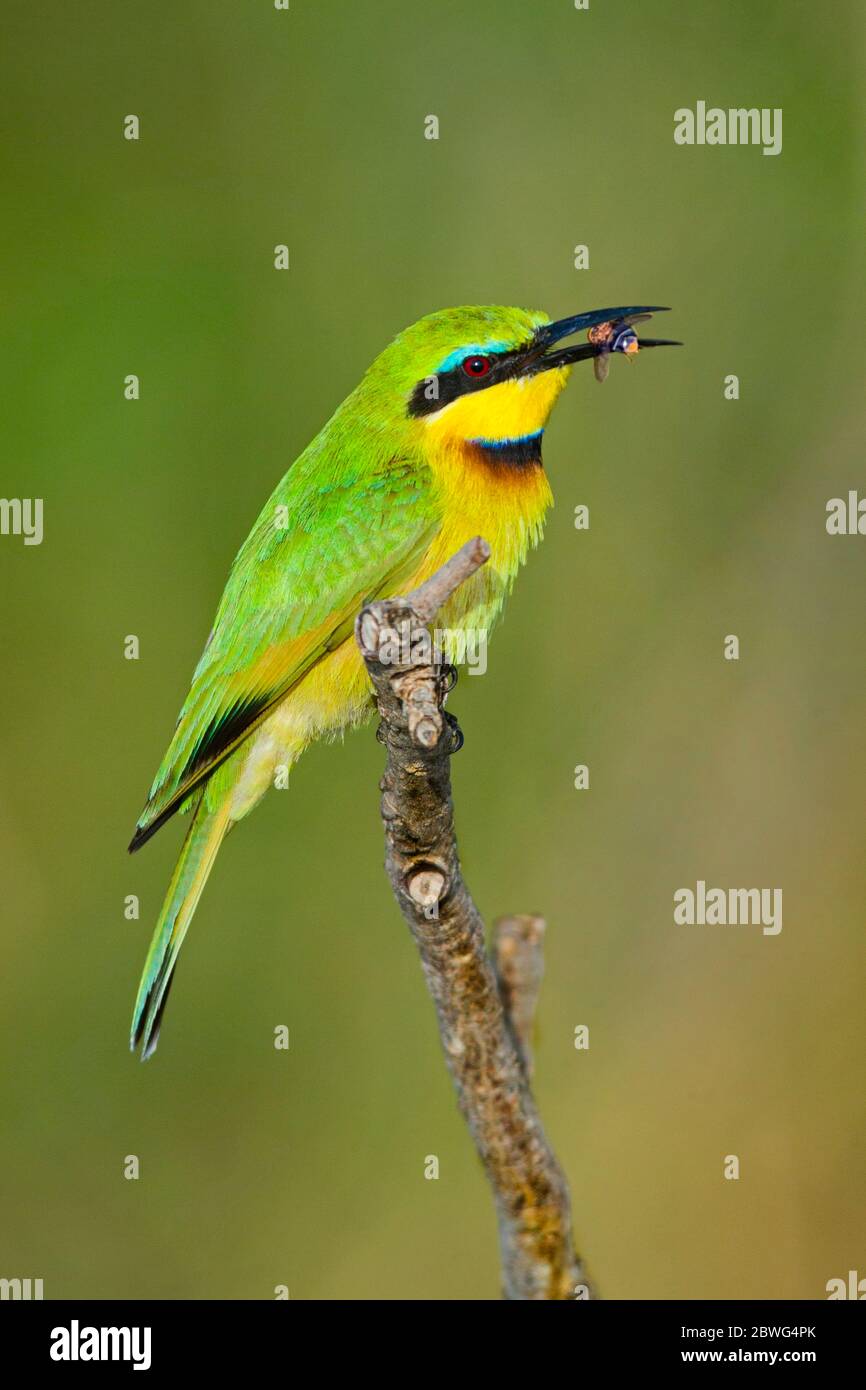 Petite espèce d'abeille (Merops pusillus) perçant sur branche avec insecte proie dans le bec, Parc national de Serengeti, Tanzanie, Afrique Banque D'Images