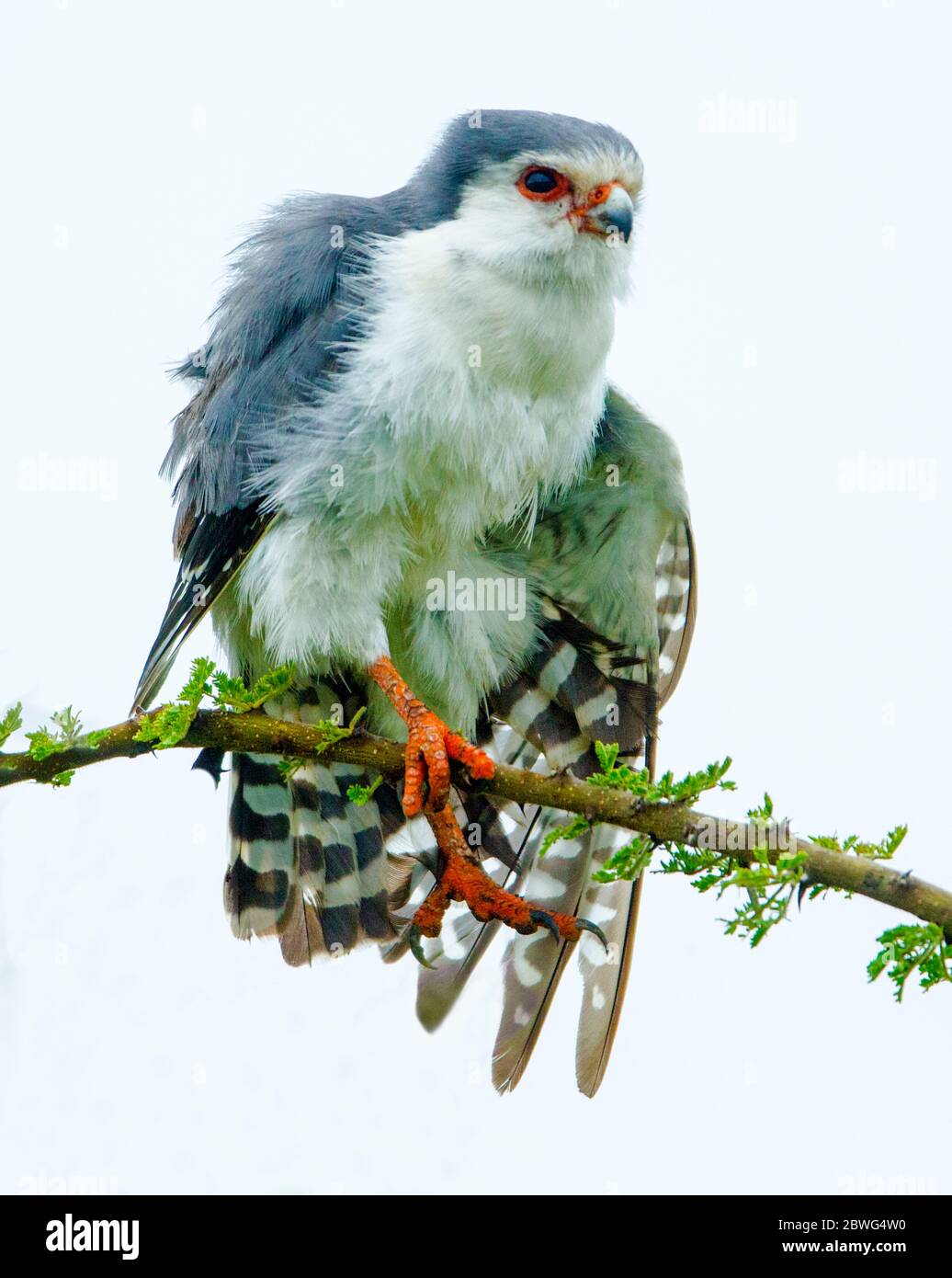 faucon pygmée (Polihierax semitorquatus) en perchage sur la branche, Tanzanie, Afrique Banque D'Images