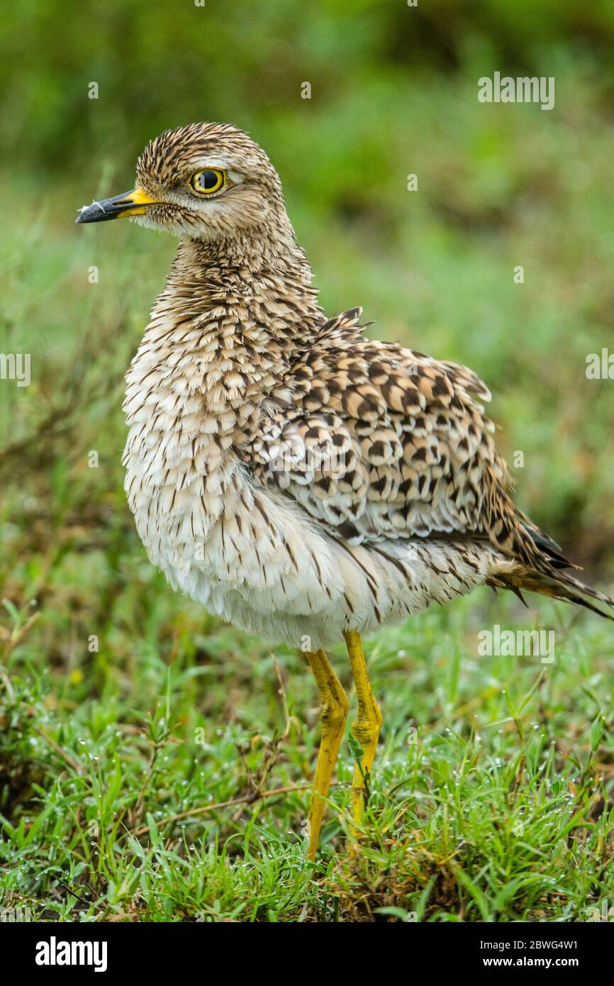 Eau genou épais (Burhinus vermiculatus), zone de conservation de Ngorongoro, Tanzanie, Afrique Banque D'Images