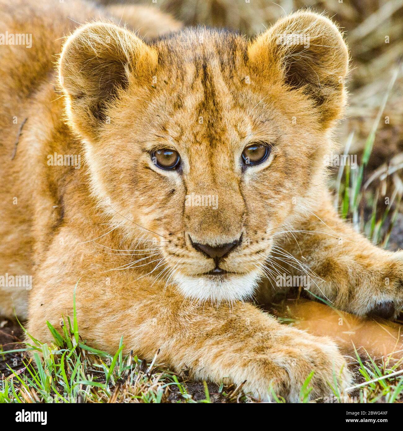 Lion cub (Panthera leo), Parc national du Serengeti, Tanzanie, Afrique Banque D'Images