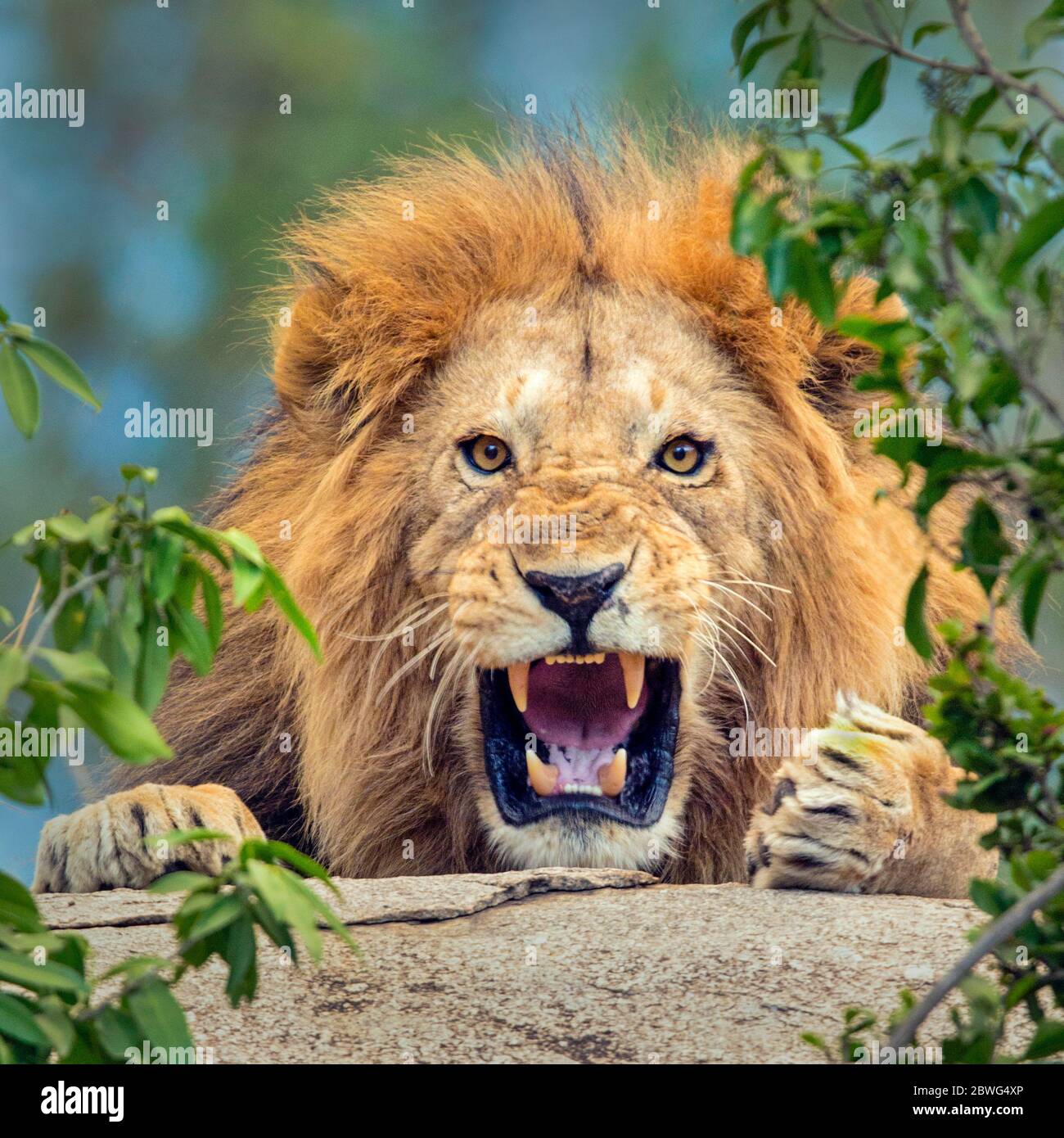 Le lion mâle (Panthera leo), parc national du Serengeti, Tanzanie, Afrique Banque D'Images