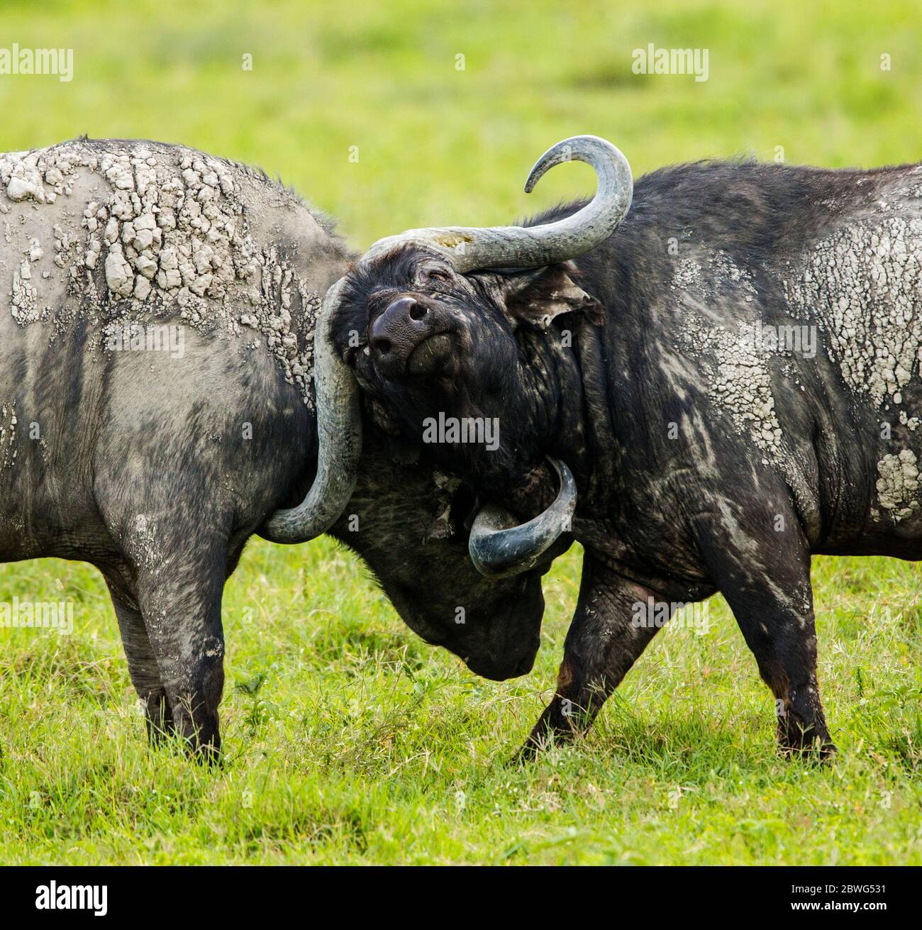 Deux combats de buffles du cap (Syncerus caffer), zone de conservation de Ngorongoro, Tanzanie, Afrique Banque D'Images