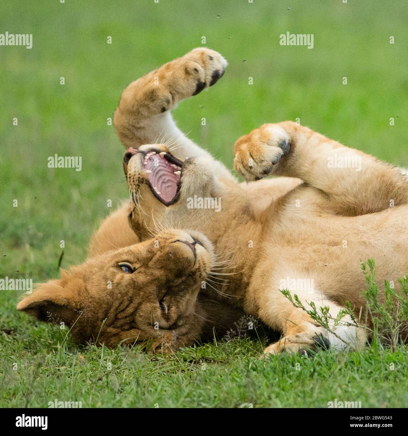 Lionesses (Panthera leo) jouant, Parc national du Serengeti, Tanzanie, Afrique Banque D'Images