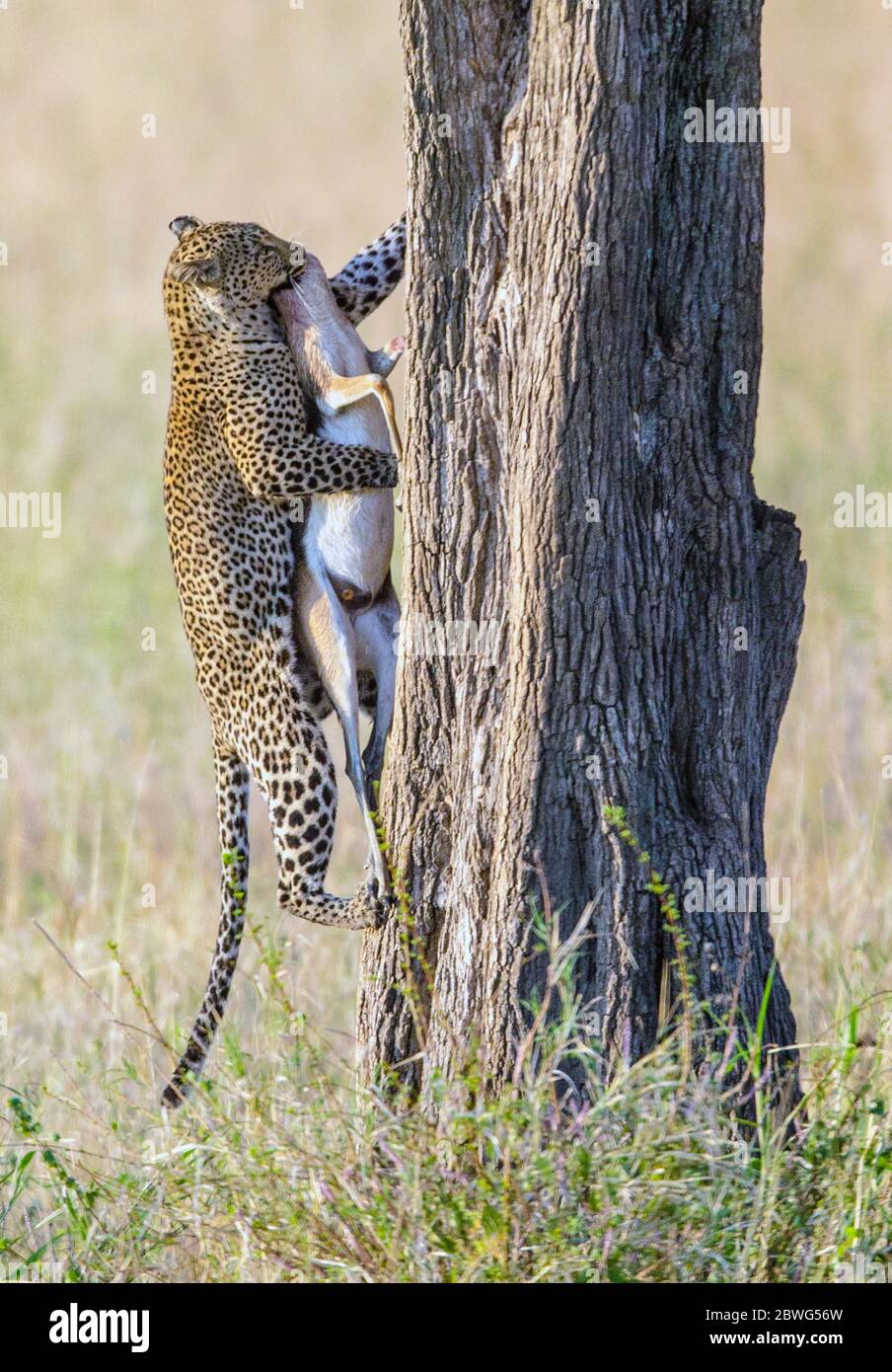 Léopard (Panthera pardus) arbre d'escalade avec proie, Parc national du Serengeti, Tanzanie, Afrique Banque D'Images