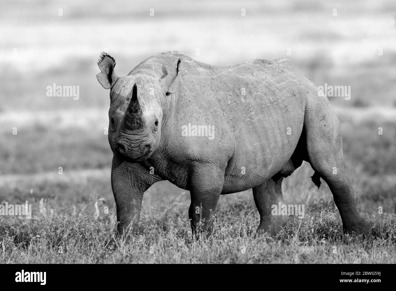 Rhinocéros noirs ou rhinocéros à lèvres accrochantées (Diceros bicornis), zone de conservation de Ngorongoro, Tanzanie, Afrique Banque D'Images