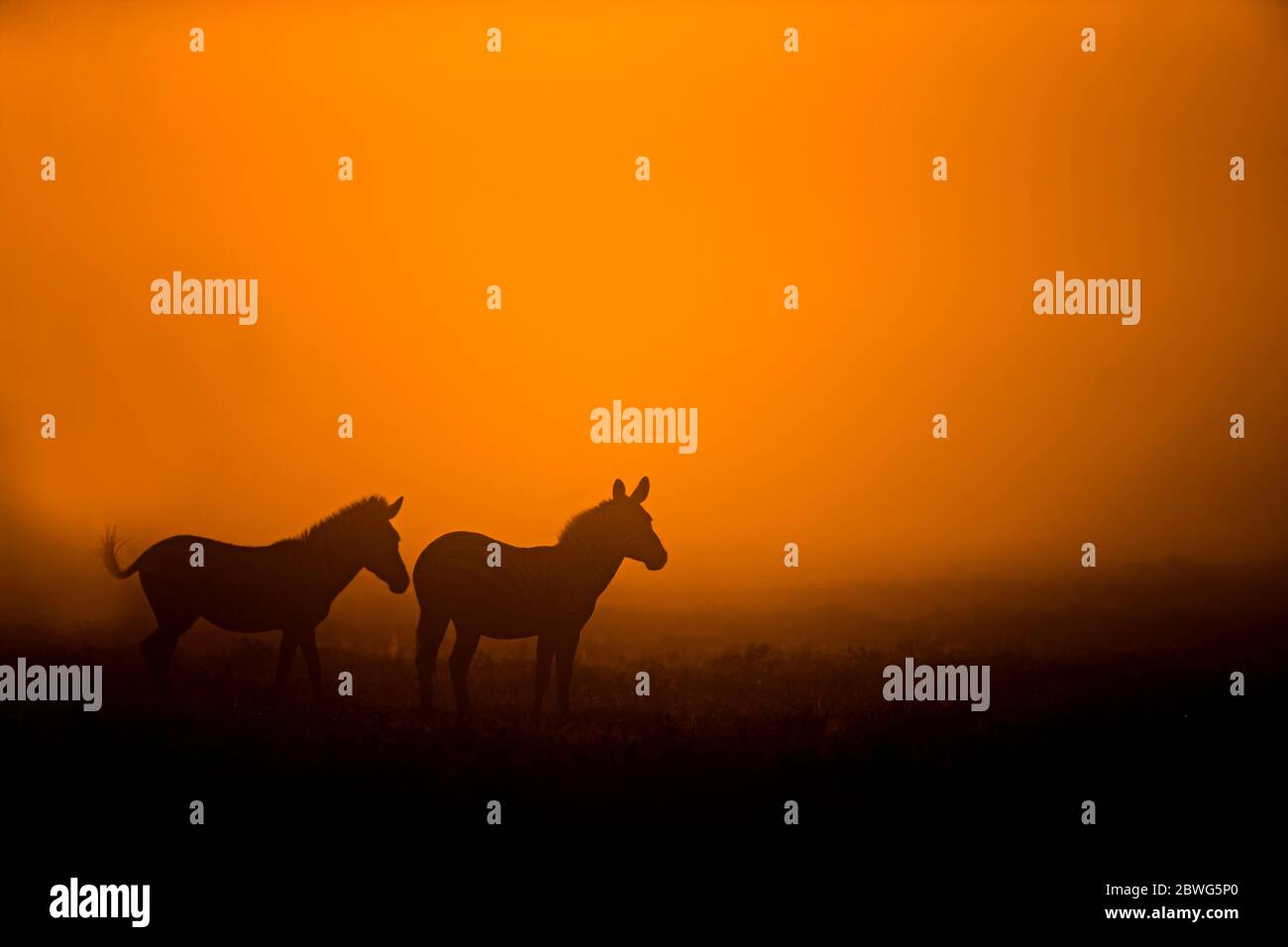 Silhouettes de deux zèbres de Burchells (Equus quagga burchellii) au coucher du soleil, zone de conservation de Ngorongoro, Tanzanie, Afrique Banque D'Images