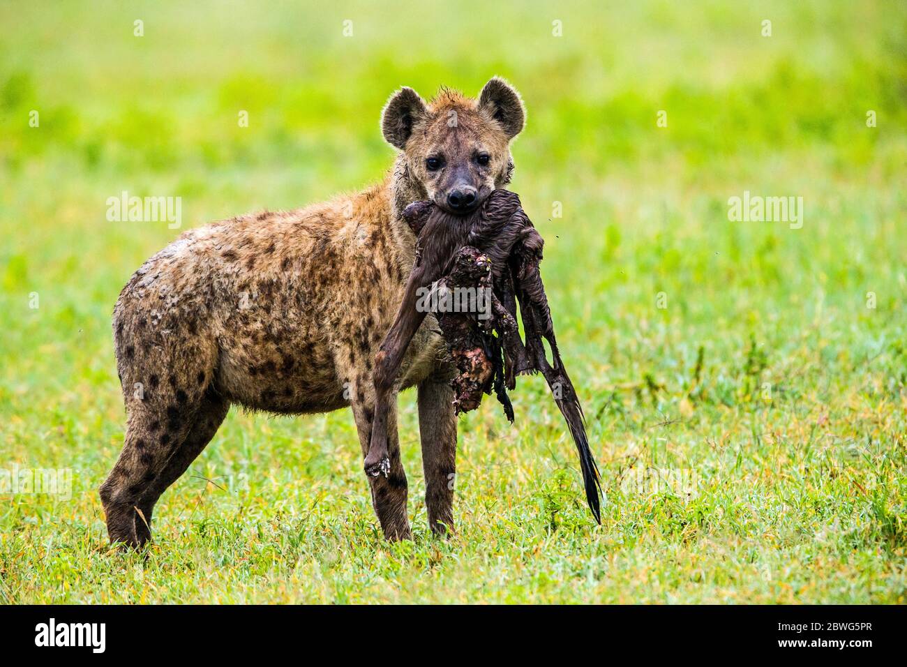 Hyène tachetée (Crocuta crocuta) avec proie dans la bouche, zone de conservation de Ngorongoro, Tanzanie, Afrique Banque D'Images