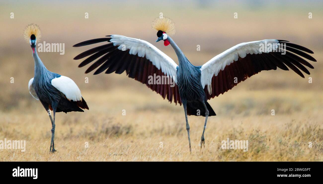 Deux grues à couronne grise (Balearia regulorum), zone de conservation de Ngorongoro, Tanzanie, Afrique Banque D'Images