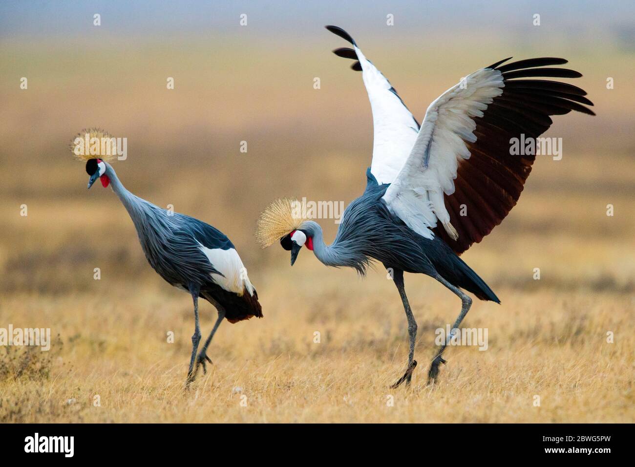 Deux grues à couronne grise (Balearia regulorum), zone de conservation de Ngorongoro, Tanzanie, Afrique Banque D'Images