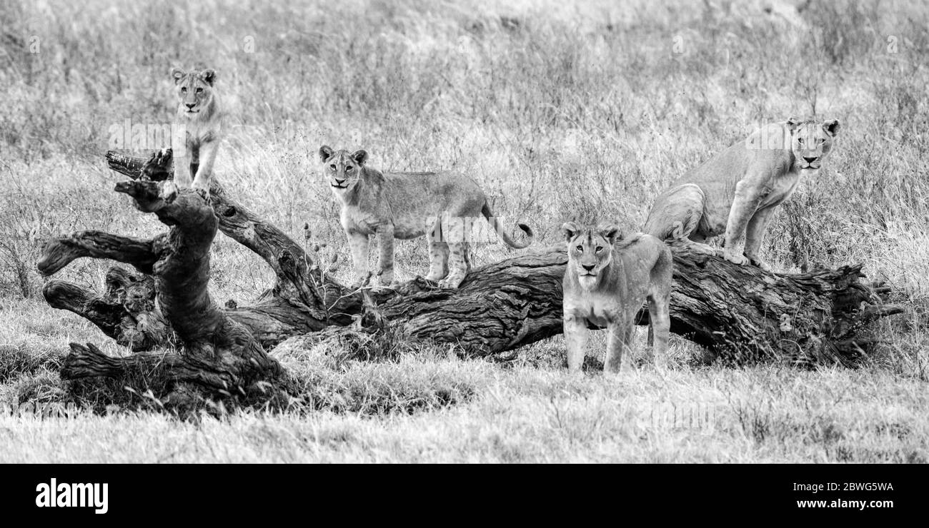 Groupe de quatre lions (Panthera leo), zone de conservation de Ngorongoro, Tanzanie, Afrique Banque D'Images