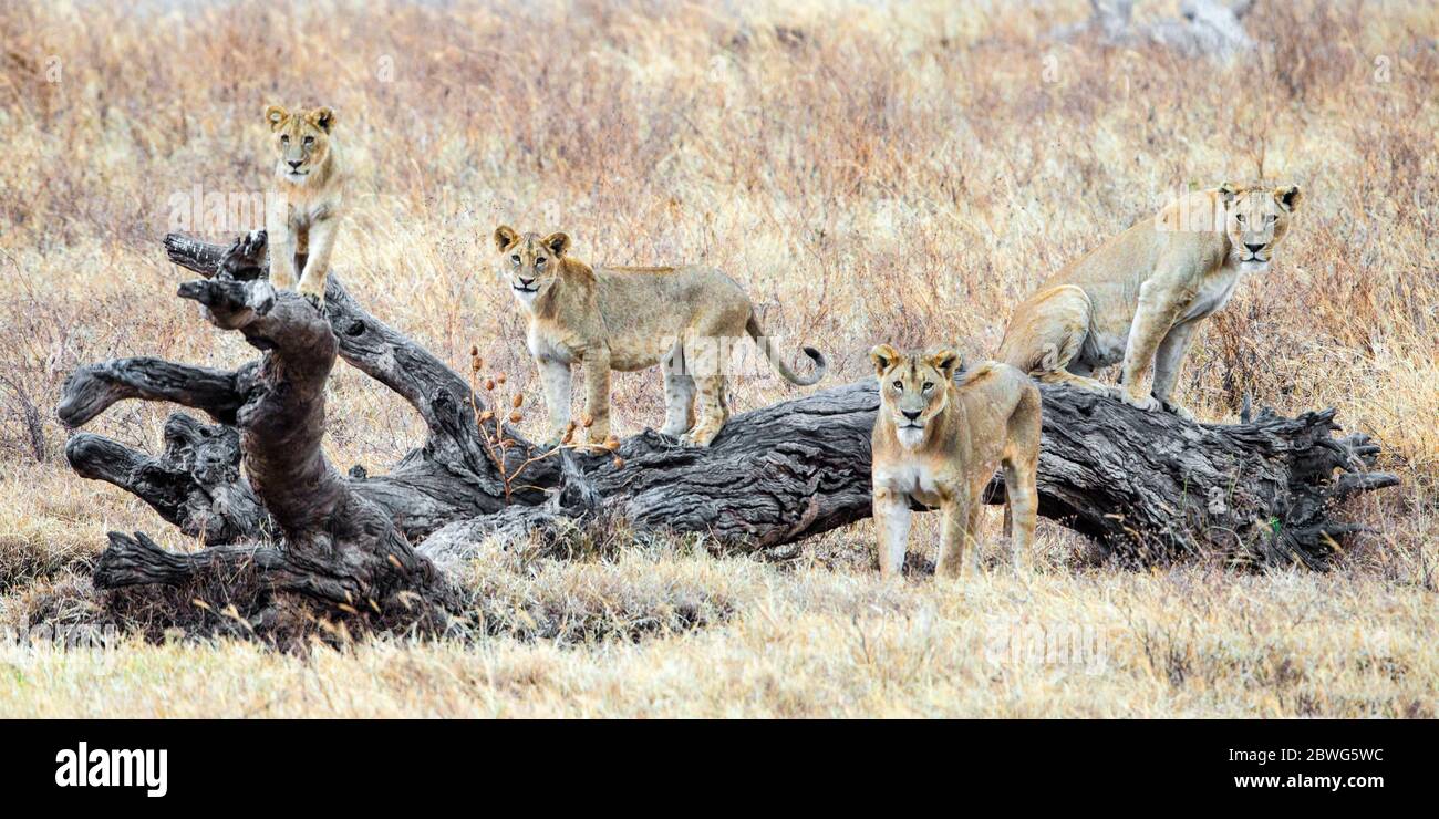 Groupe de quatre lions (Panthera leo), zone de conservation de Ngorongoro, Tanzanie, Afrique Banque D'Images
