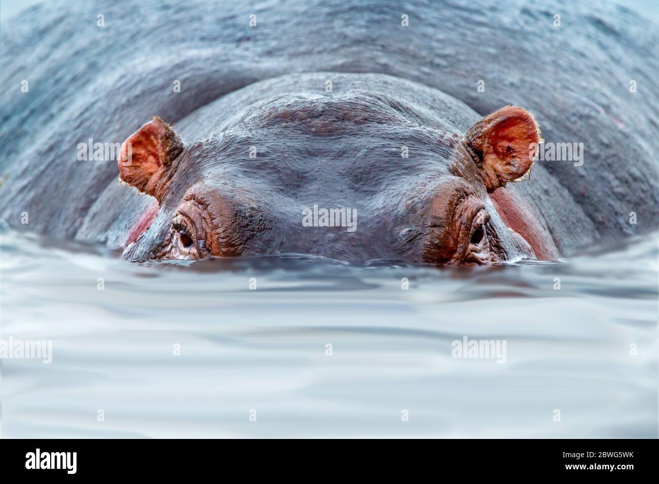 Hippopotame (Hippopotamus amphibius) natation dans l'eau, Ngorongoro Crater, Tanzanie, Afrique Banque D'Images
