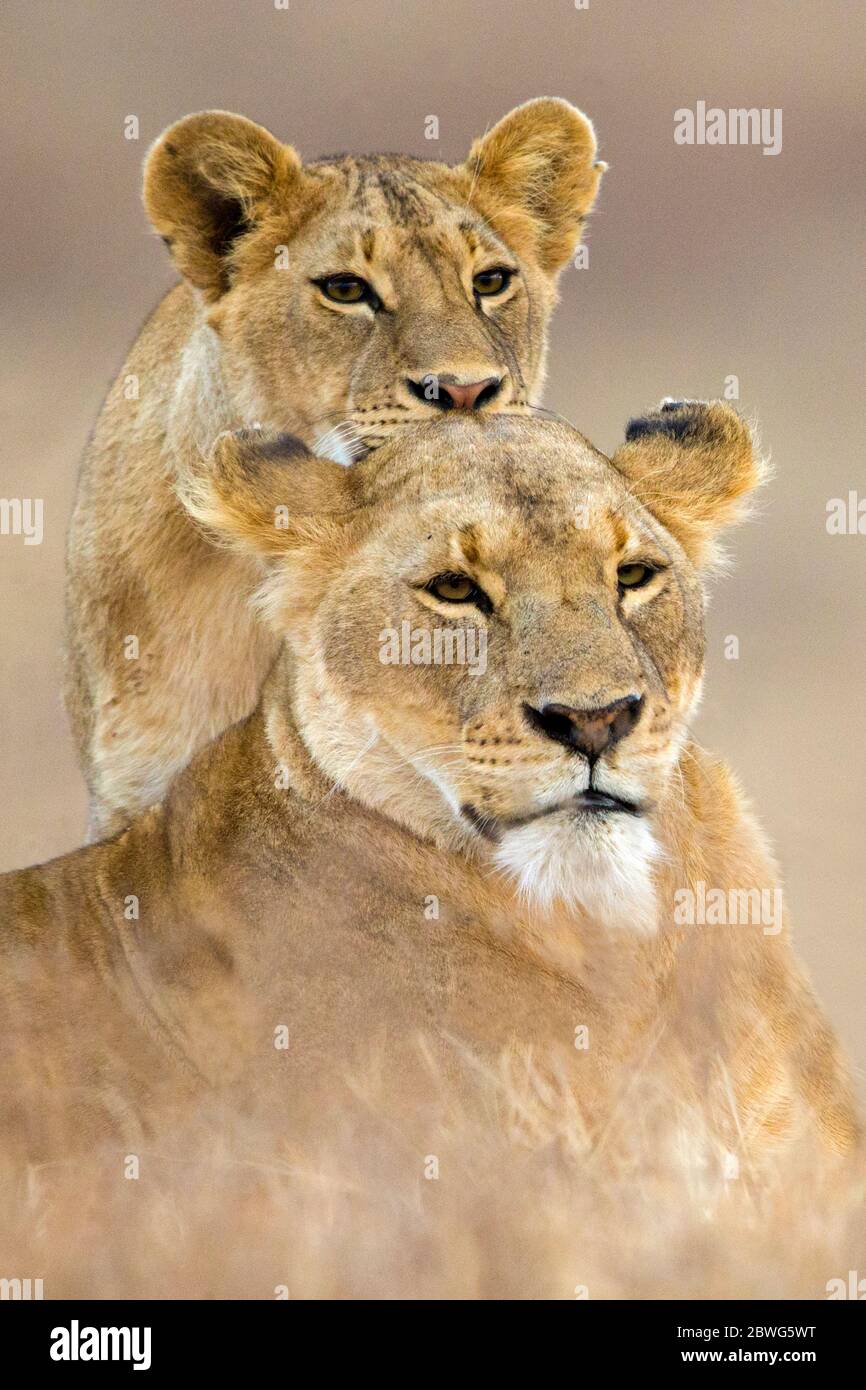 Photographie de la nature de deux lionnes (Panthera leo), zone de conservation de Ngorongoro, Tanzanie, Afrique Banque D'Images