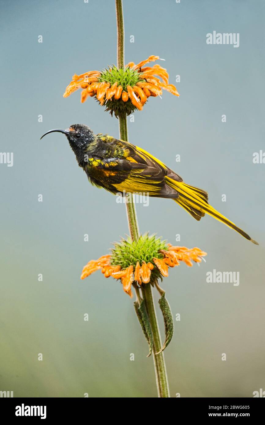 sunbird ailé d'or (Drepanorama hynchus reichenowi) perçant sur des fleurs, cratère de Ngorongoro, Tanzanie, Afrique Banque D'Images