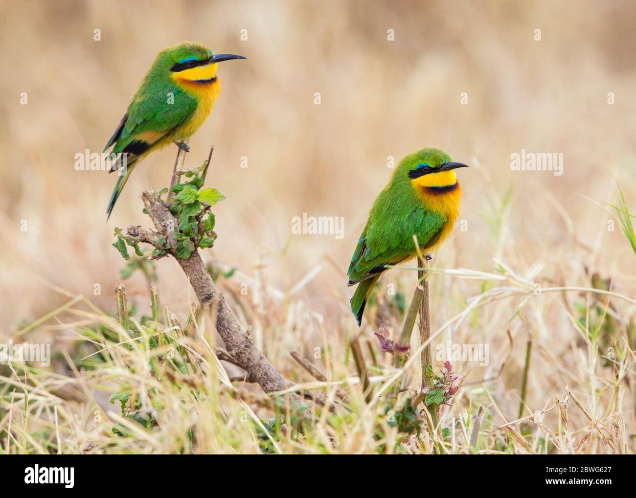 Deux petits mangeurs d'abeilles (Merops pusillus), Ngorongoro Crater, Tanzanie, Afrique Banque D'Images