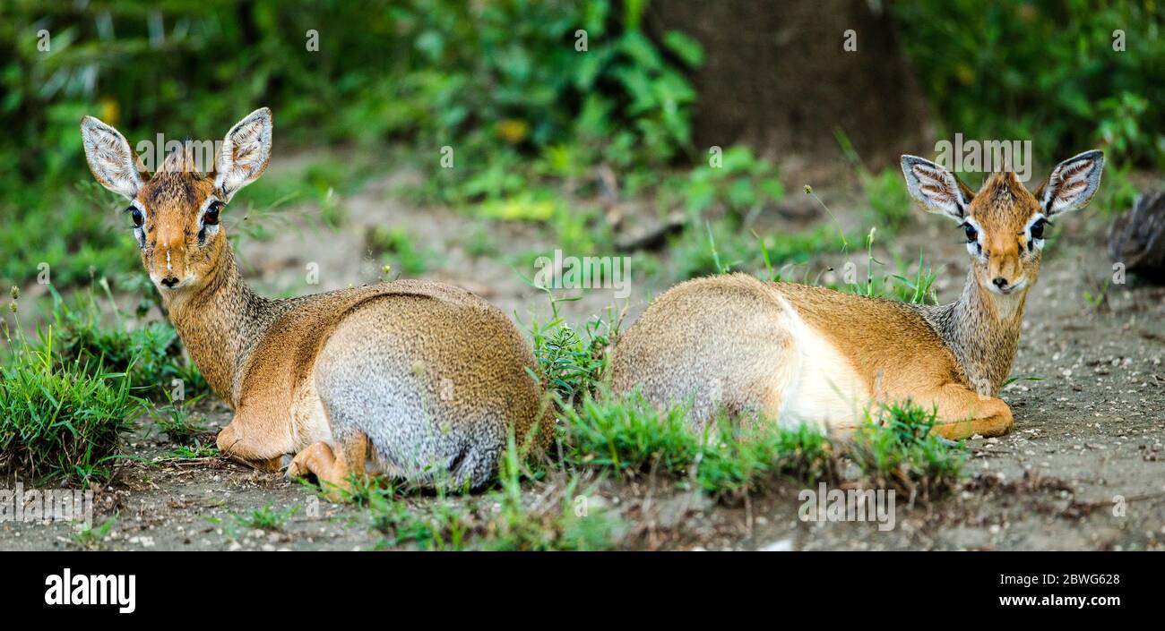 Deux antilopes de Kirks dik-dik (Madoqua kirkii), zone de conservation de Ngorongoro, Tanzanie, Afrique Banque D'Images