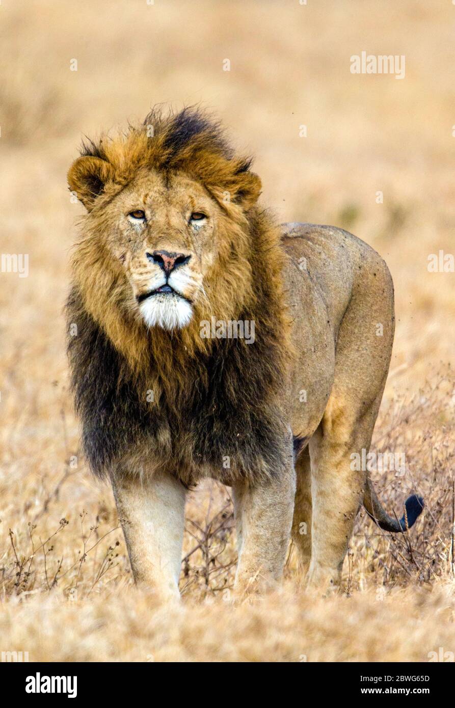 Lion mâle (Panthera leo) regardant la caméra, zone de conservation de Ngorongoro, Tanzanie, Afrique Banque D'Images