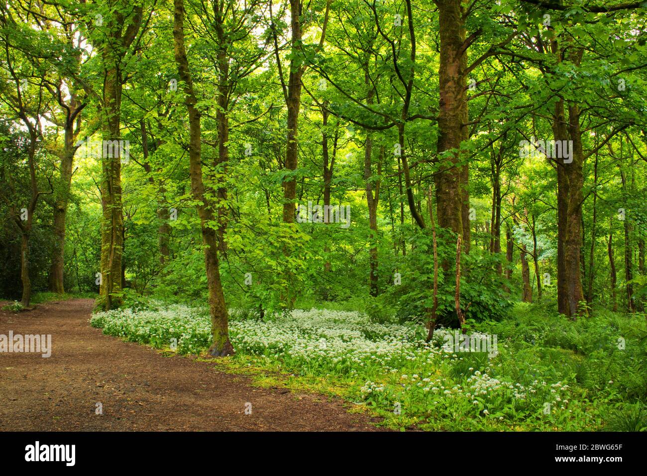 Ail sauvage au pied des arbres par jour de pluie à Spring Wood, Whalley Banque D'Images