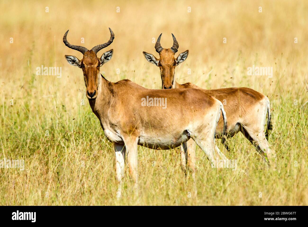 Deux hartebeests de Cokes (Alcelaphus buselaphus cokii) ou kongonis regardant la caméra, Parc national de Serengeti, Tanzanie, Afrique Banque D'Images