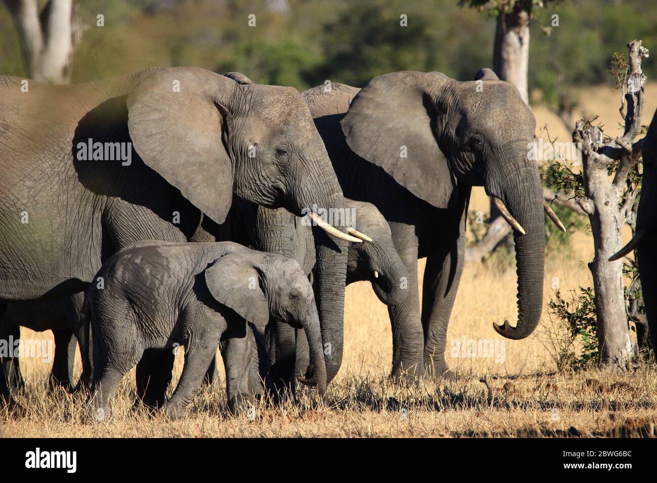 Dans une atmosphère paisible, deux jeunes éléphants se tiennent très près les uns des autres car ils sont protégés par deux adultes dans la savane sud-africaine. Banque D'Images