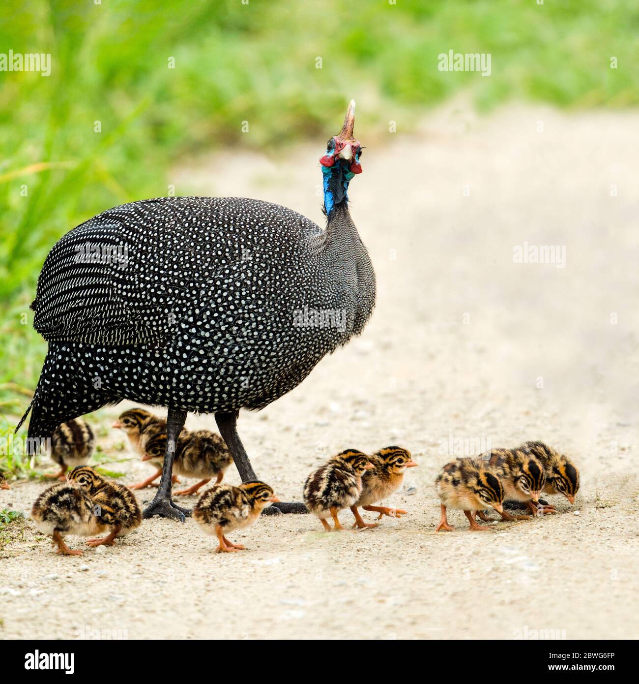 Helguineafhid (Numida meleagris) avec des keets, Parc national du Serengeti, Namibie, Afrique Banque D'Images